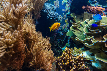 Underwater scene. Coral reef, fish groups in clear ocean water