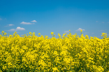 Yellow rapeseed field flowering in farmland in countryside , spring landscape under blue sky on sunny day in springtime, nature background