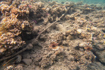 lionfish