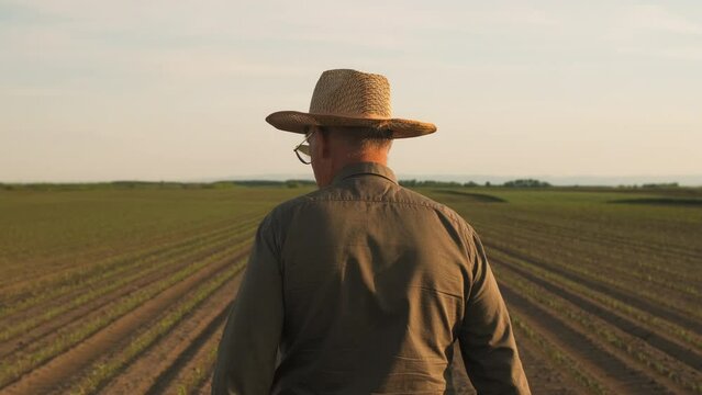 Rear view of senior farmer walking in corn field examining crop at sunset.