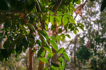 leaves on a tree