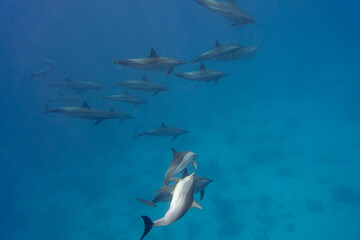 Dolphin © Jan