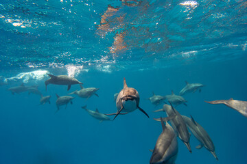 Dolphin Red Sea © Jan