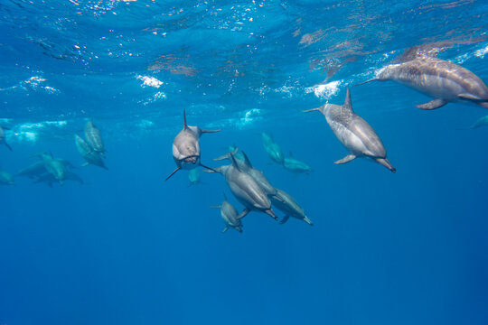 Dolphin Red Sea © Jan