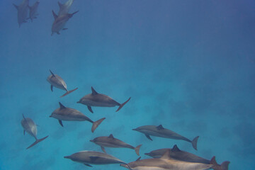 Dolphin Red Sea © Jan