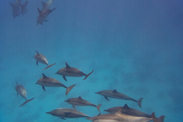 Dolphin Red Sea