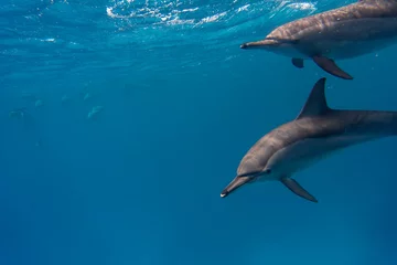 Fotobehang dolphin © Jan