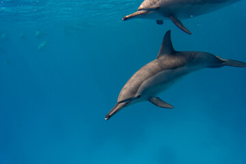 dolphin