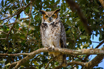 Great Horned Owl