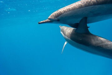 dolphin