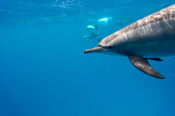 Dolphin © Jan