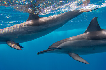 Dolphin Marsa Alam