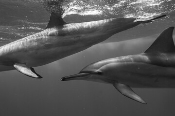 Dolphin © Jan