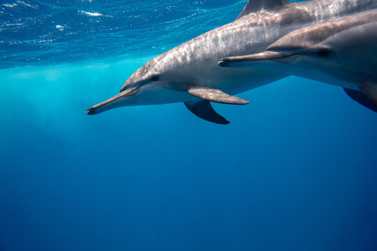 Dolphin Marsa Alam