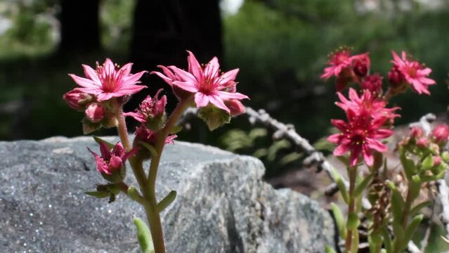 Mountain Houseleek , Crassulaceae, Sempervivum montanum