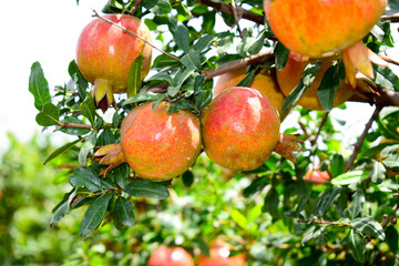 Ripe pomegranate fruit on the branch