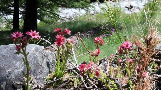 Mountain Houseleek , Crassulaceae, Sempervivum montanum