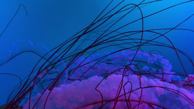 Red and pink meduse swimming under water, close