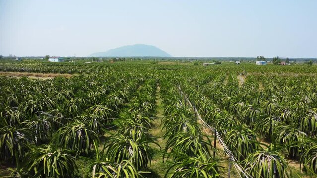 Fly in pitahaya or dragonfruit, Hylocereus undatus, endless plantation