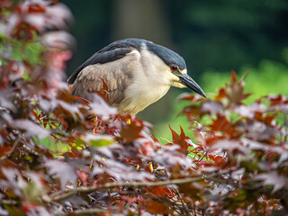 black-crowned night heron ,Nycticorax nycticorax