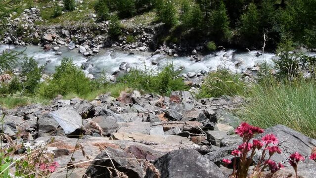 Mountain Houseleek , Crassulaceae, Sempervivum montanum