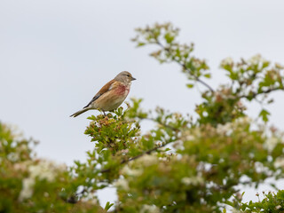 Male Common Linnet (Linaria cannabina) Perched in a Tree
