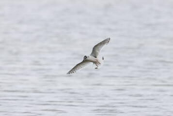 Fototapeta na wymiar A Rare Little Gull (Hydrocoloeus minutus) Flying over the Sea
