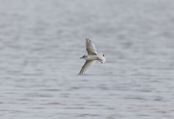 A Rare Little Gull (Hydrocoloeus minutus) Flying over the Sea