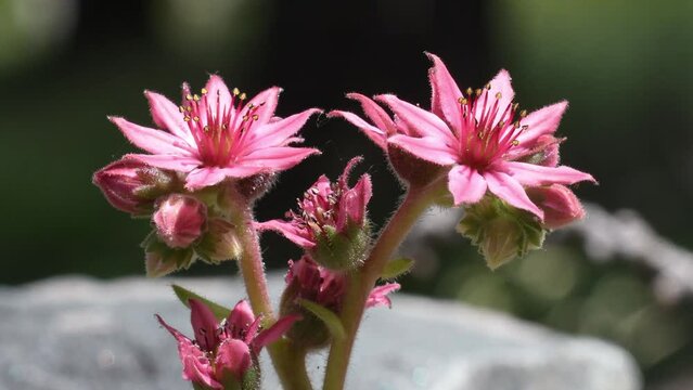Mountain Houseleek , Crassulaceae, Sempervivum montanum