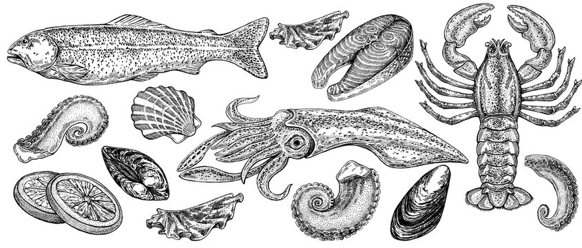 Seafood illustrations. Hand drawn line sea fishes, sushi rolls, oysters, mussels, lobster, squid, octopus, crabs, prawns