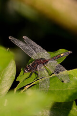 dragonfly on a leaf