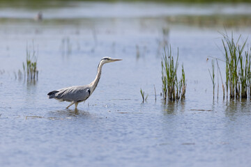 Grey Heron (Ardea cinerea) Wading Hunting for Fish