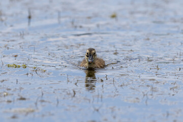 Common Pochard (Aythya ferina) Chick Swimming