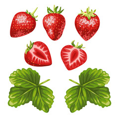 Strawberry and leaf set on white background