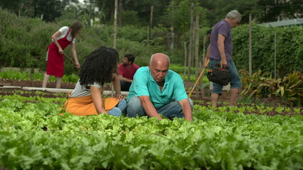Community farming. People growing organic lettuces and vegetables in small urban communitarian farm
