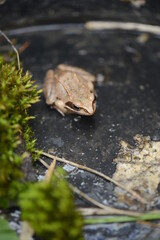 wood frog on a black background with green moss macro