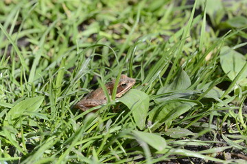 wood frog in tall green grass