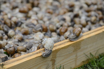 many snails on a wooden board macro photo
