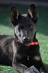 Shepherd puppy with a red collar portrait