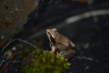 wood frog on a black background