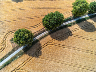 Aerial view on fields of grain in Italy - 512551225
