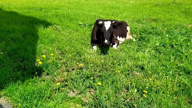 one cow lies in the field
