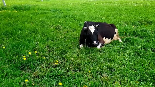 one cow lies in the field