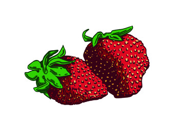 Vector red strawberries isolated on white background, color illustration