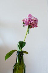 withered pink peony in a green glass bottle on a white background. Hight contrast. Copy space