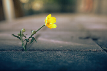 A lone yellow flower on paving slabs, a soft selective selective focus. Yellow plucked flower