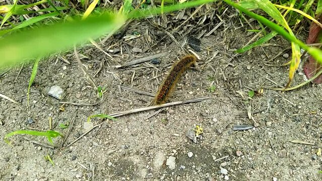 one big caterpillar closeup video
