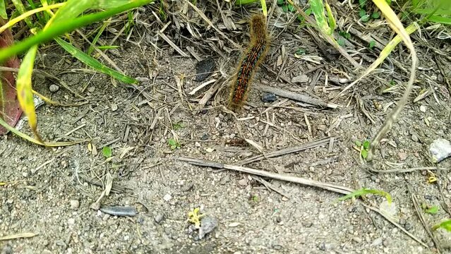 one big caterpillar closeup video