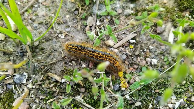 one big caterpillar closeup video