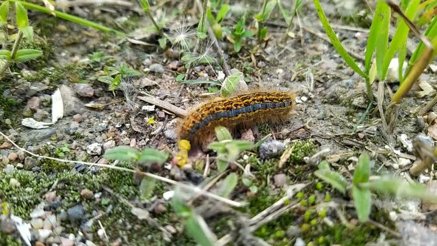 one big caterpillar closeup video